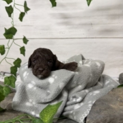 Mini-Cockapoo M8 Biscuit (3)