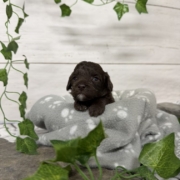 Mini-Cockapoo M8 Biscuit (4)