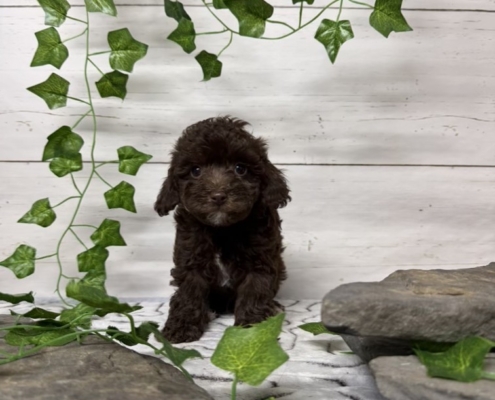 Mini-Cockapoo M8 Biscuit 7 (2)