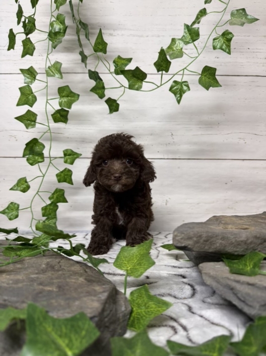 Mini-Cockapoo M8 Biscuit 7 (2)