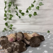 Mini-Cockapoo Mâles Biscuit (1)