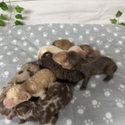 Mini-Cockapoo Mâles Biscuit (2)