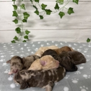 Mini-Cockapoo Mâles Biscuit (3)