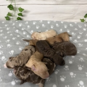 Mini-Cockapoo Mâles Biscuit (4)