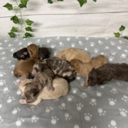 Mini-Cockapoo Mâles Biscuit (5)