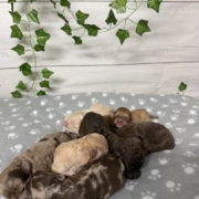 Mini-Cockapoo Mâles Biscuit (6)