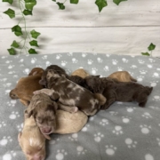 Mini-Cockapoo Mâles Biscuit (7)