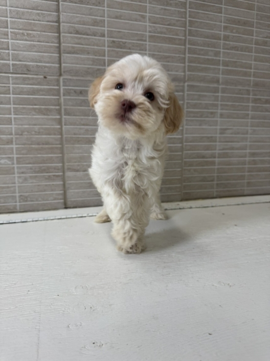 Mini-Cockapoo Mimi F2 (4)