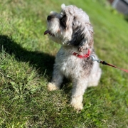 Bichon Havanais merle dans l'herbe