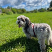 Bichon Havanais merle dans l'herbe