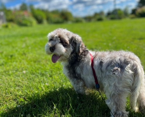 Bichon Havanais merle dans l'herbe