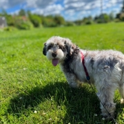 Bichon Havanais merle dans l'herbe