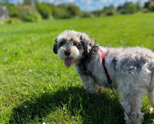 Bichon Havanais merle dans l'herbe