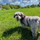 Bichon Havanais merle dans l'herbe