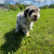 Bichon Havanais merle dans l'herbe