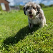 Bichon Havanais merle dans l'herbe