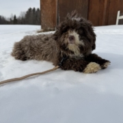 Monica Havanais (10)