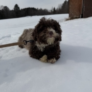 Monica Havanais (12)