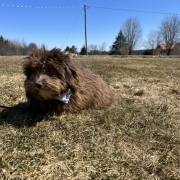 Havanais Chocolat dans l'herbe