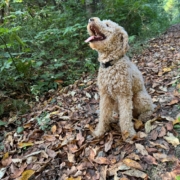 Cockapoo roux dans la forest