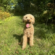 Cockapoo roux dans la forest