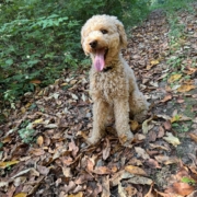 Cockapoo roux dans la forest