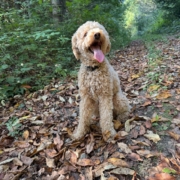 Cockapoo roux dans la forest