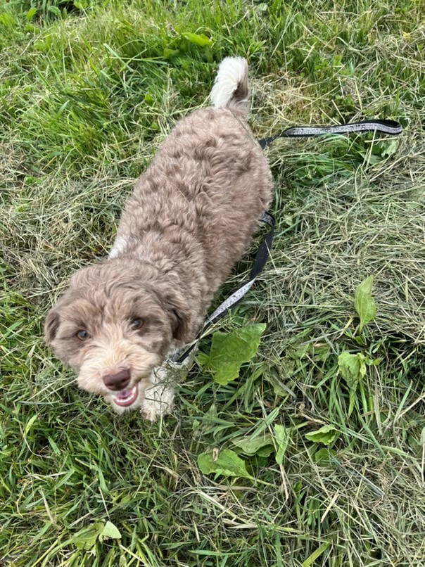 Havanais Chocolat et blanc dans l'herbe