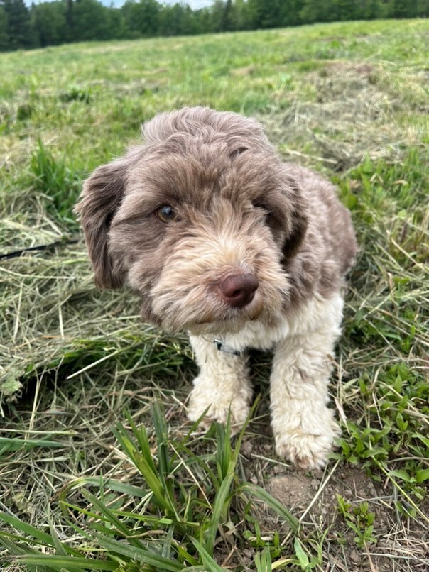 Havanais Chocolat et blanc dans l'herbe