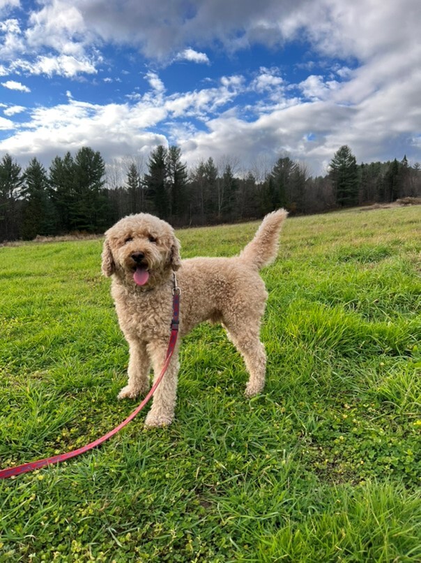 Caniche dans l'herbe