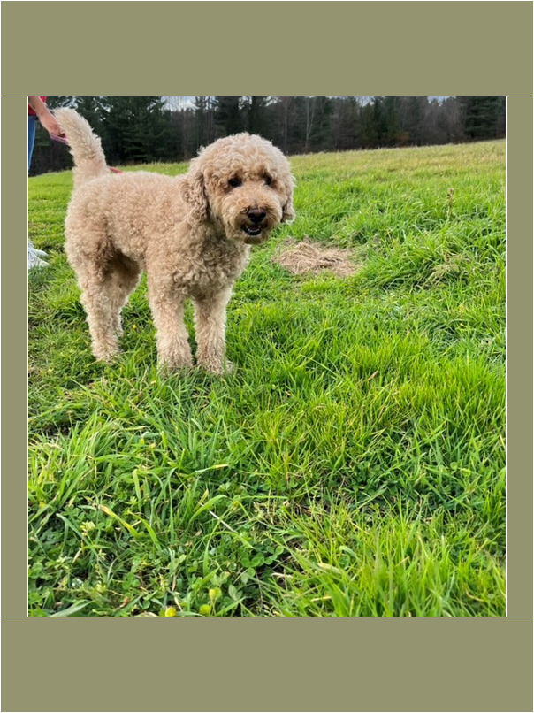 Caniche dans l'herbe