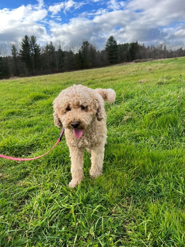 Caniche dans l'herbe