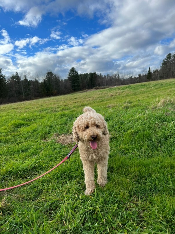 Caniche dans l'herbe