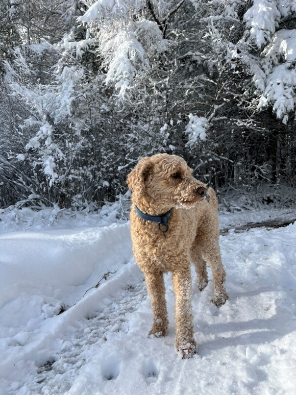 Caniche dans la neige