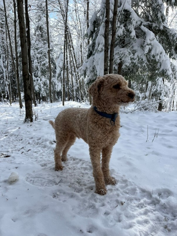Caniche dans la neige