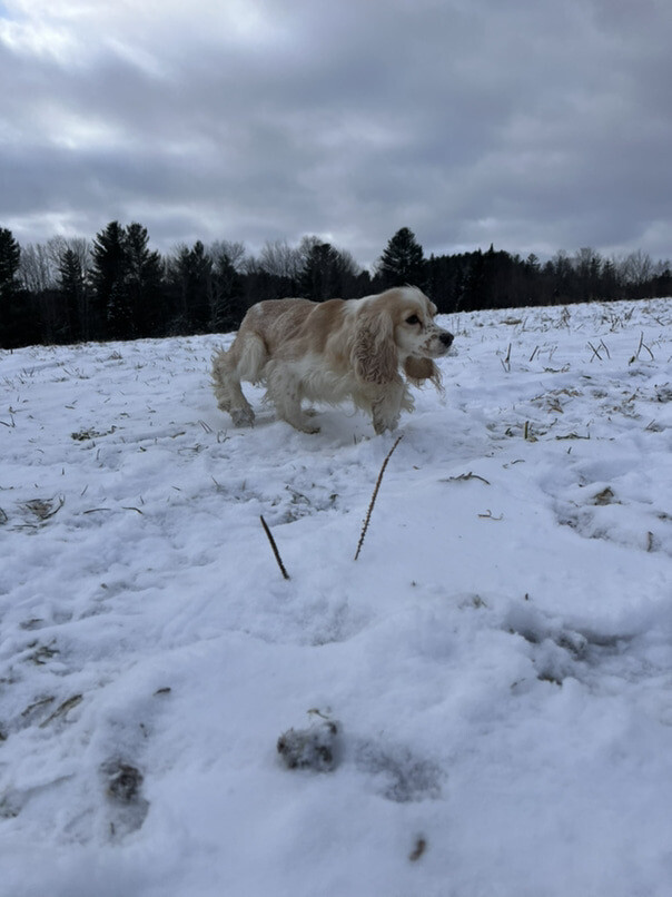 Cocker Blanc et Blond dans la neige
