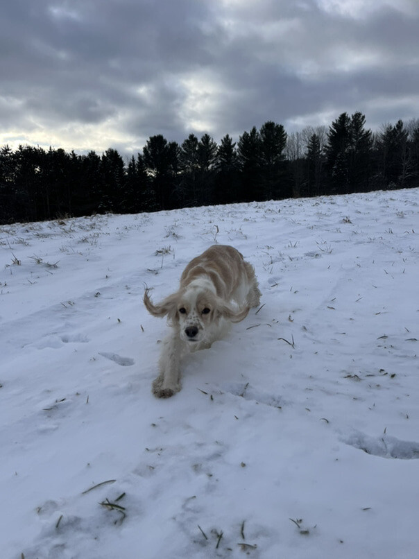 Cocker Blanc et Blond dans la neige