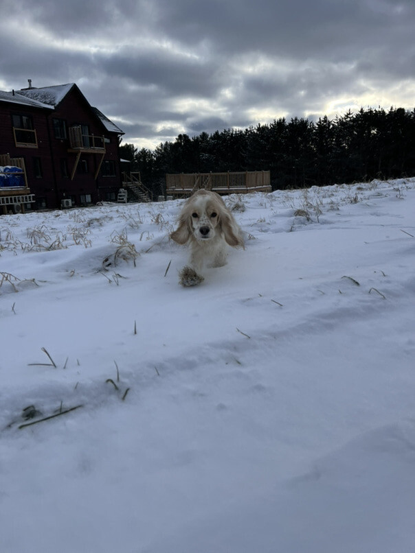 Cocker Blanc et Blond dans la neige