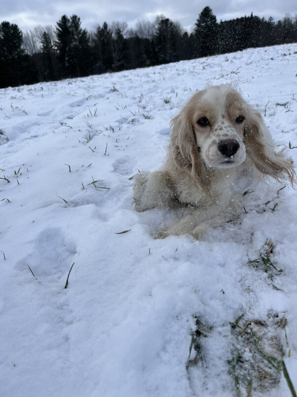 Cocker Blanc et Blond dans la neige