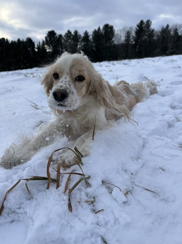 Cocker Blanc et Blond dans la neige