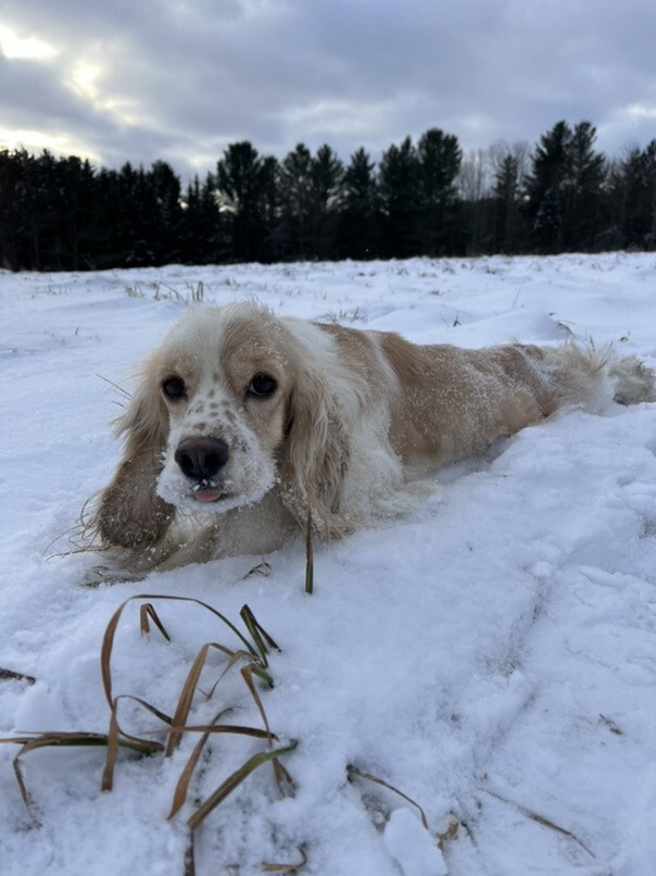 Cocker Blanc et Blond dans la neige