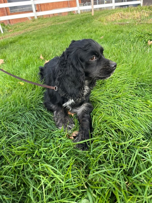 Cocker merle dans l'herbe