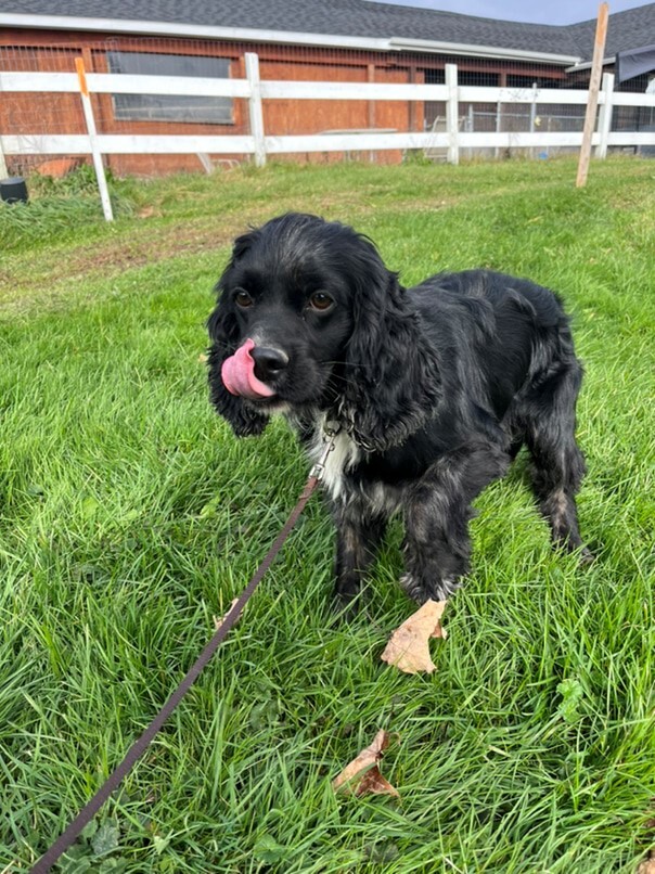 Cocker merle dans l'herbe