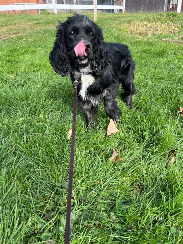 Cocker merle dans l'herbe