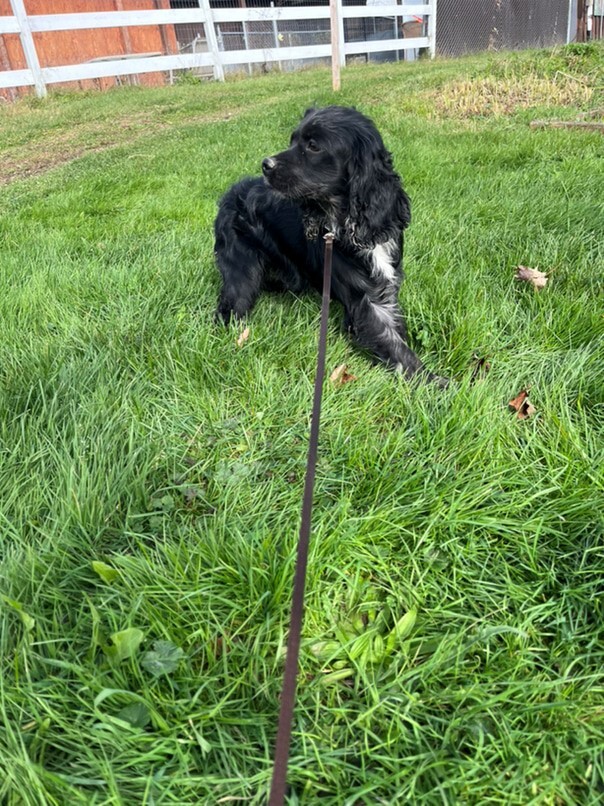 Cocker merle dans l'herbe
