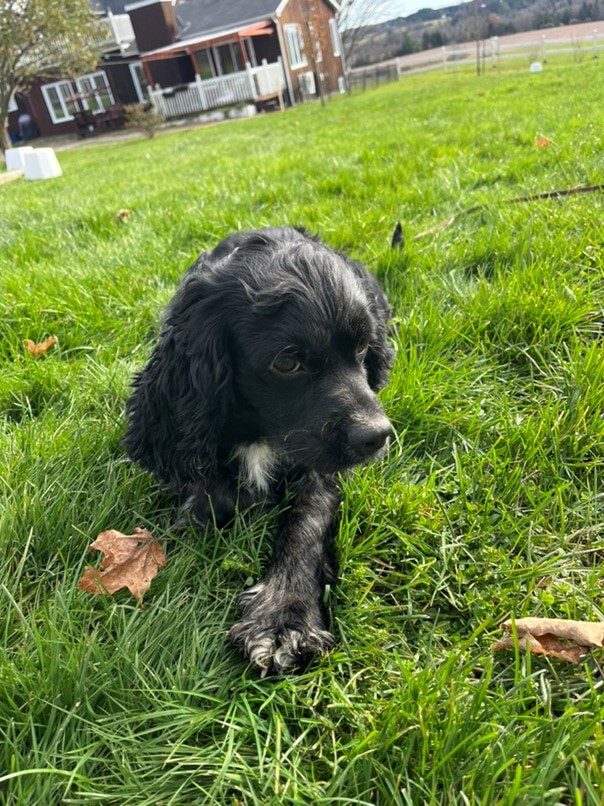 Cocker merle dans l'herbe