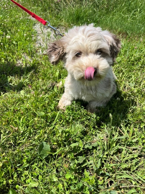 Bichon Havanais merle dans l'herbe