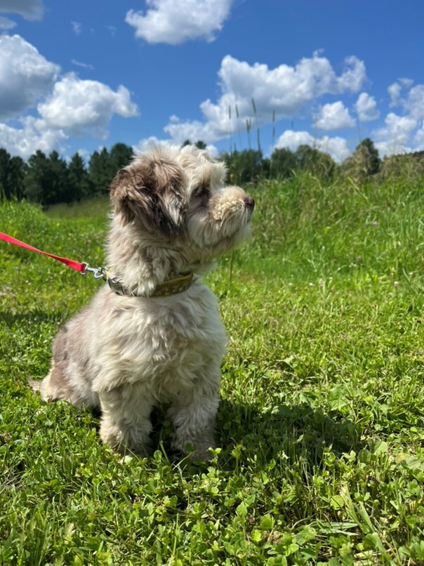Bichon Havanais merle dans l'herbe