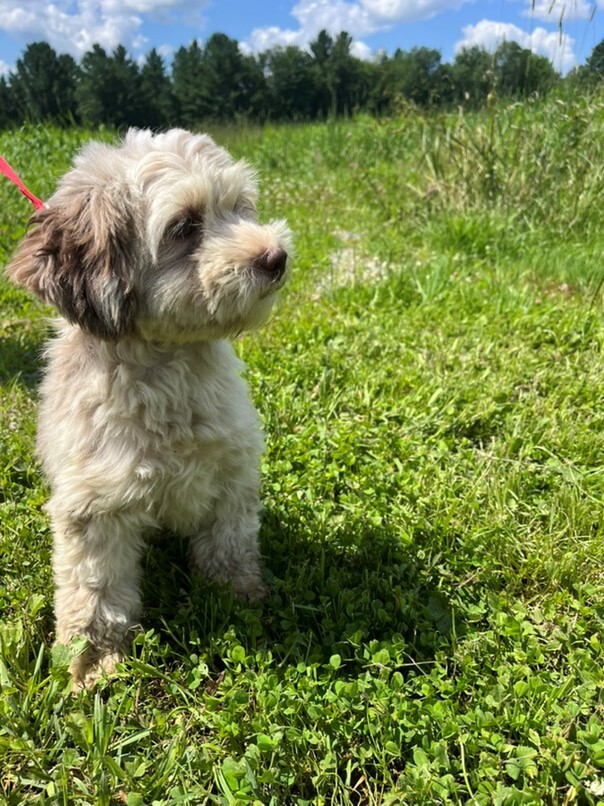 Bichon Havanais merle dans l'herbe