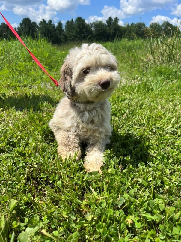 Bichon Havanais merle dans l'herbe